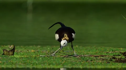 Front View of an Adult Jacana Calling for Mating After Landing in a Pond Stock Footage 342024910