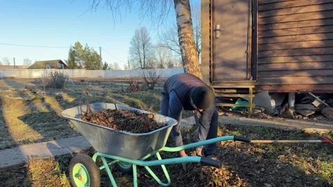Front view of adult man gathering dry foliage and old mulch into garden trolley Stock-Footage 346034853