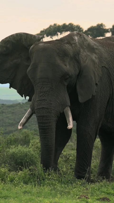 Front View of African Elephant Grazing in Early Morning Light, South Africa.. Stock Footage 341022260