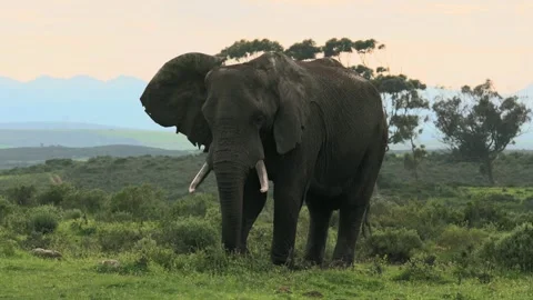 Front View of African Elephant Grazing in Early Morning Light, South Africa.. Stock Footage 341022563