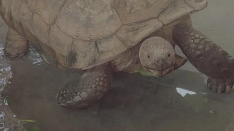 Front view of African spurred tortoise moving on the ground, 4K UHD Video stock 335573887