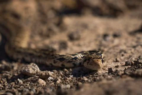 Front view alert desert snake coming towards camera Stock Photos