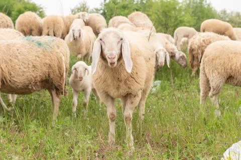 Front view of an all white sheep facing the camera while grazing. Stock-Fotos