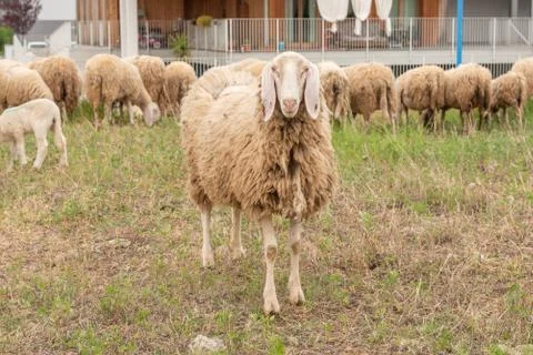 Front view of an all white sheep facing the camera while grazing. Stock Photos