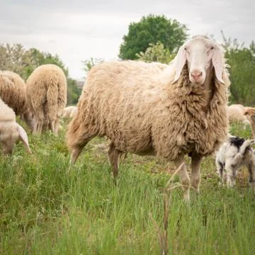 Front view of an all white sheep facing the camera while grazing. Stock Photos