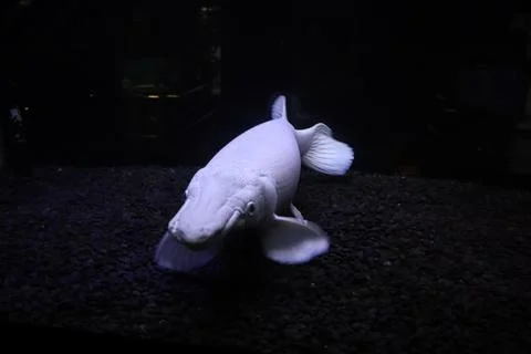 Front view of Alligator fish 스톡 사진