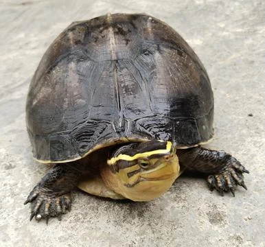 Front view of Amboina box turtle with wet shell looking at camera Stock Photos