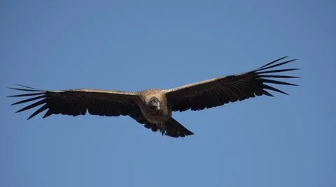 Front view of an andean  condor Fotos Stock