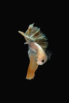Front view angle of golden halfmoon marble grizzle betta siamese fighting fish Foto stock