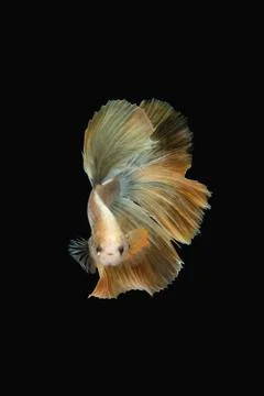 Front view angle of golden halfmoon marble grizzle betta siamese fighting fish Stock Photos
