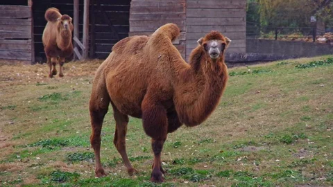 Front view of animal Bactrian camel (Camelus bactrianus) standing on a hummock. Stock Footage 98547056