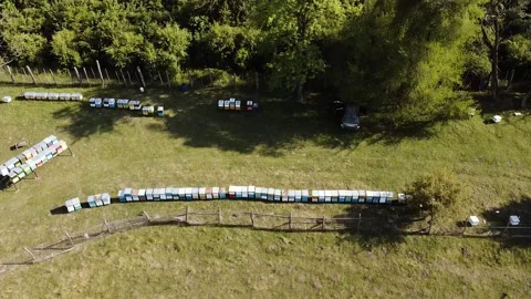 Front view of apiary with beehives all around Stock Footage 131775538