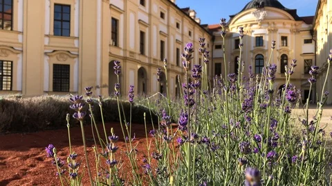 Front view of Austerlitz castle and lavender flowered bed Stock Footage 98371254