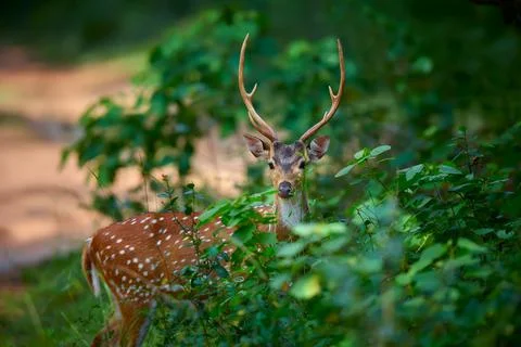 Front view of Axis axis, spotted deers or axis deer in nature habitat. Deer f Stock Photos