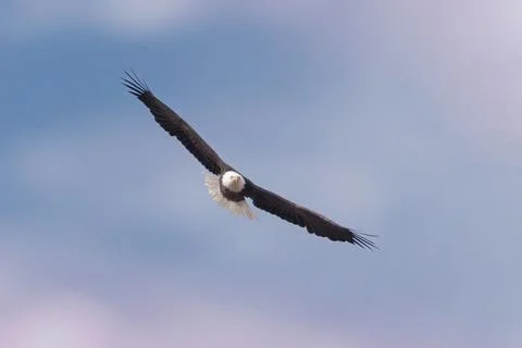 Front view of Bald Eagle soaring in blue sky with spread wings Stock Photos