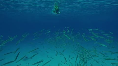 Front view of ball of Barracudas swims in blue water, female snorkeler swimming Stock Footage 339960971