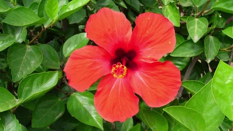 Front view of a beautiful red hibiscus flower Stock Footage 297081911