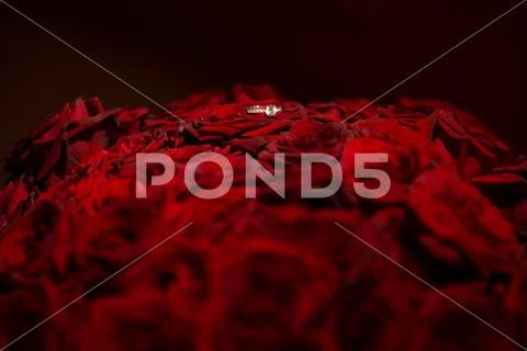 Front view of beautiful wedding ring with precious stone on red roses backgro Stock Photos