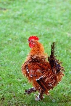 Front view of Beautiful white Rooster Stock Photos