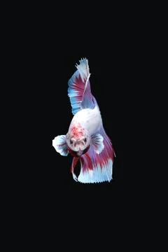 Front view of betta siamese fighting fish Halfmoon lavender in white purple Foto stock