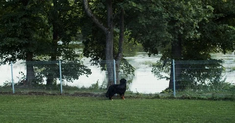 Front view of big dog standing by fence outdoors looking at water surface  Stock Footage 120008296