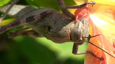Front view of a big insect feeding up Stock Footage 527199