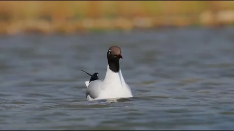 Front View of Black-headed Gull Swimming Towards Camera Vídeo Stock 328779020