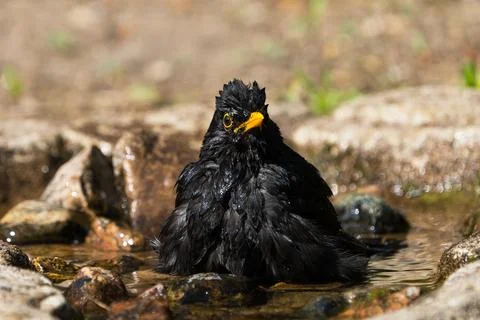Front view of blackbird Stock Photos