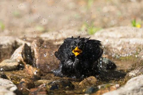 Front view of blackbird Stock Photos