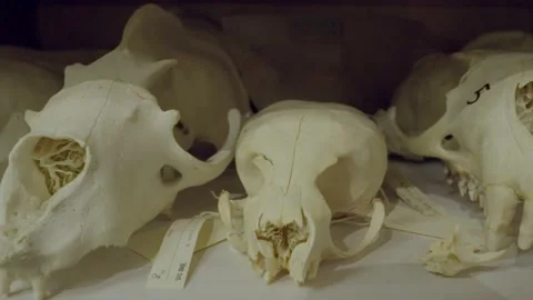 Front view bleached animal specimen skulls Stock Footage 215241777