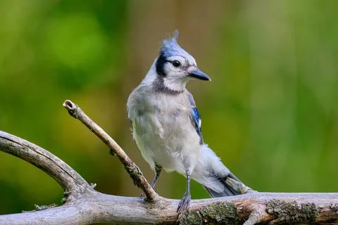 Front View of Blue Jay Perched on a Tree Branch in a Vibrant Natural Setting Stock Photos