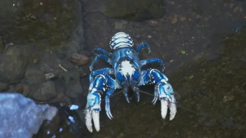 Front view of a blue lamington spiny cray Stock Footage 73405543