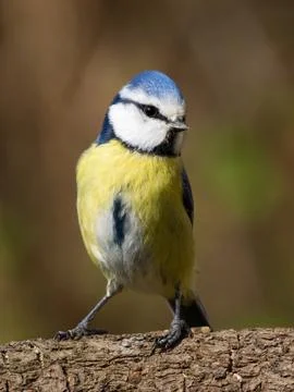 Front view of a bluetit Stock Photos