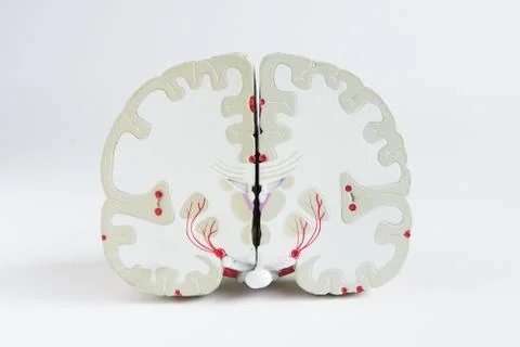 Front view of brain model on white background Stock Photos