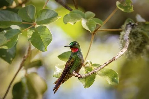 Front view of a Brazilian Ruby perched on a branch against defocused background, 스톡 사진