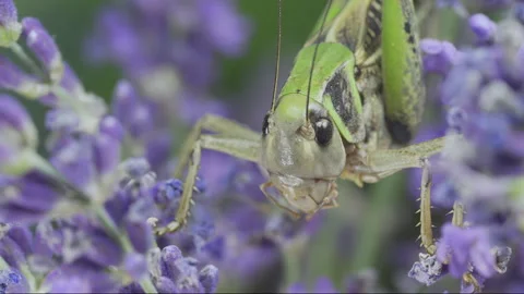 Front view of brown and green bush-cricket in purple blooms. 库存影片 341295430