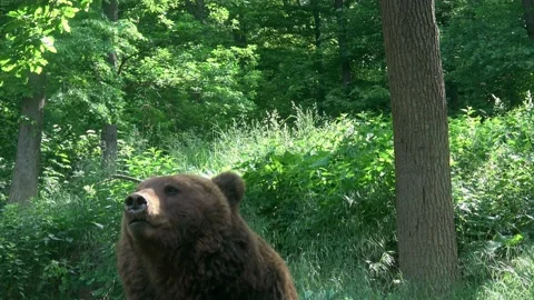Front view of brown bear. Portrait of Kamchatka bear (Ursus arctos beringianu Stock Footage 221239461