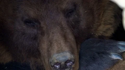 Front view of brown bear wakes up from hibernation. Stock Footage 152877013