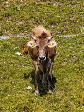 Front View Brown Cow Standing in Sunny Green Pasture With Bell and Horns Fotos de archivo