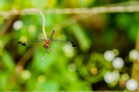 Front view of brown dragonfly perched on a small twig Stock Photos