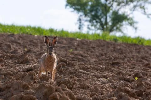 Front view of a brown hare Stock Photos