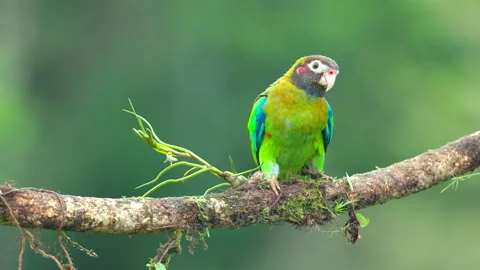 Front view of a brown-hooded parrot perched on a branch Stock Footage 200070986