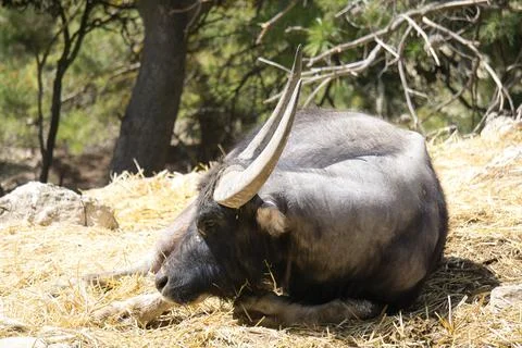 Front view of a buffalo lying in the field Stock Photos