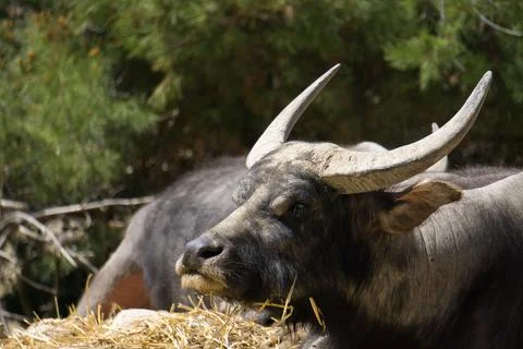 Front view of a buffalo lying in the field Stock Photos