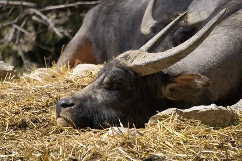Front view of a buffalo lying in the field Stock Photos
