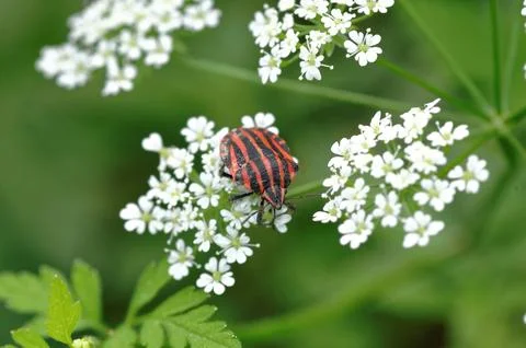 Front view of a bug (Graphosoma italicum) Stock Photos