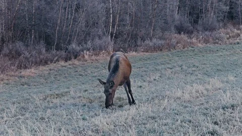 Front View Of Bull Moose Feeding On Grass In Winter. wide zoom-in shot 스톡 동영상 331329371