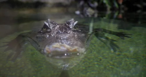 Front view of a Caiman lying on the water with glasses in a large aquarium Stock Footage 166419196