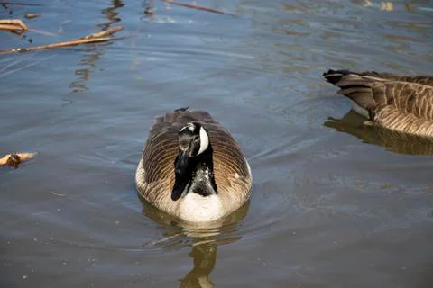 Front view of a Canada goose floating in a pond.  Stock Photos