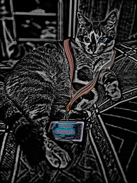 Front view of a cat lying on a bed. Illustrazione stock